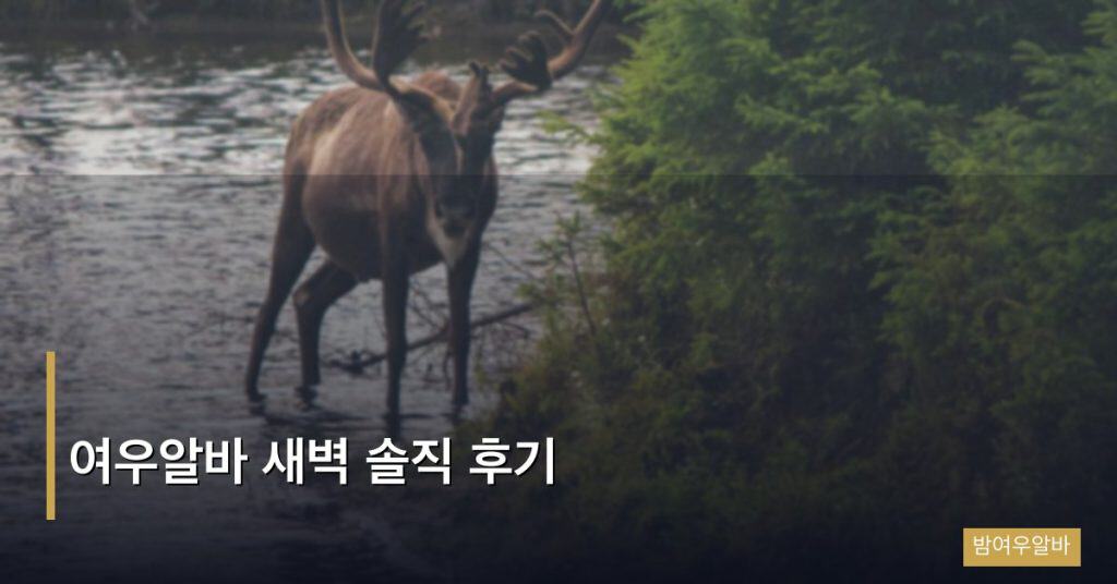 여우알바 새벽 솔직 후기