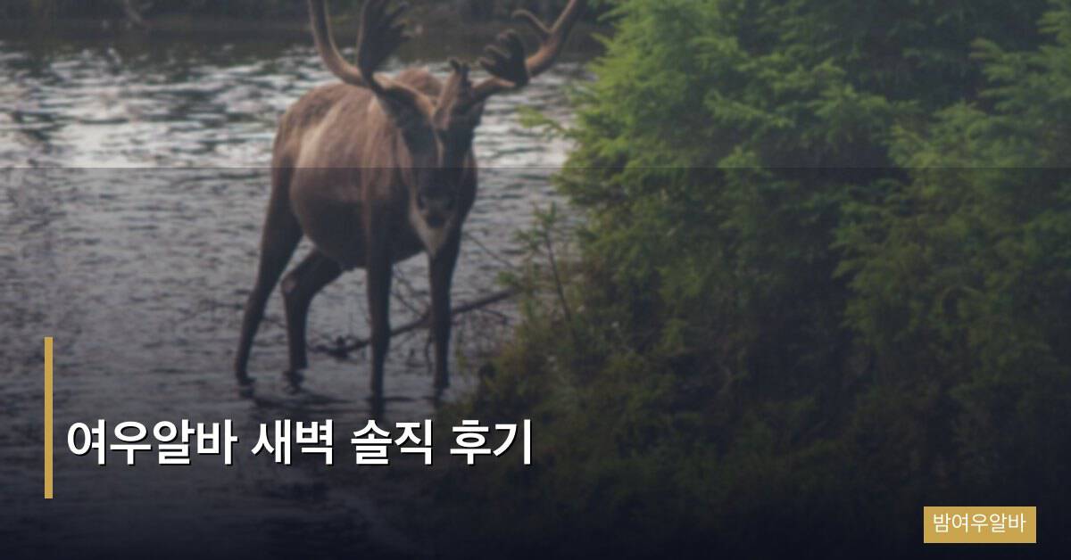 여우알바 새벽 솔직 후기